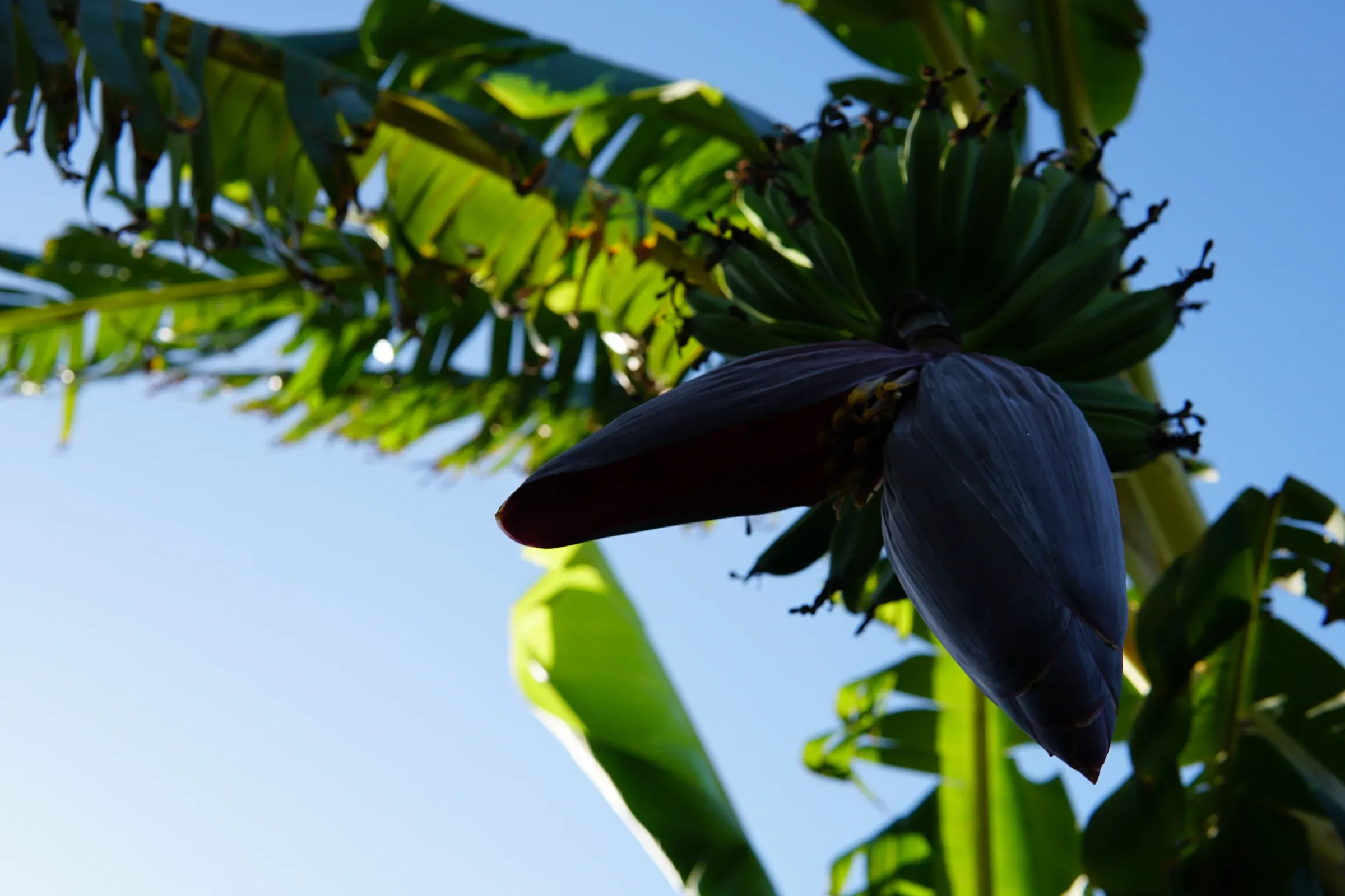 banana leafs