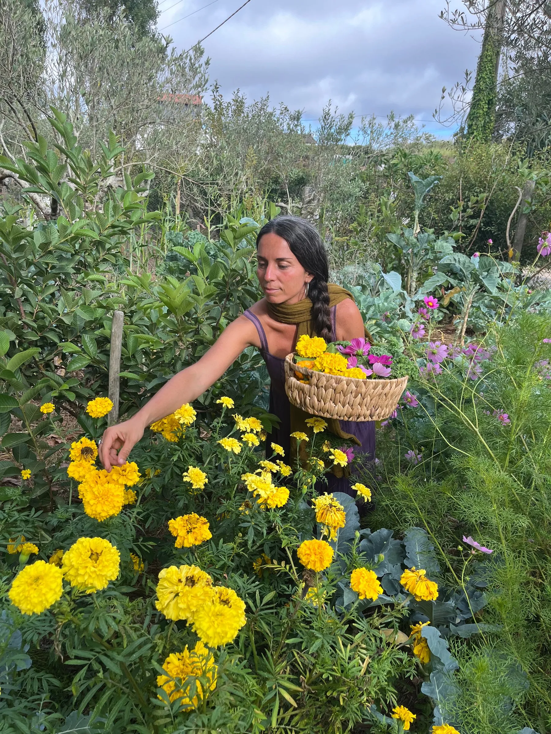 Melania picking yellow marigolds into a basket